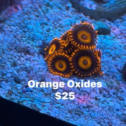 Zoanthid Decorations