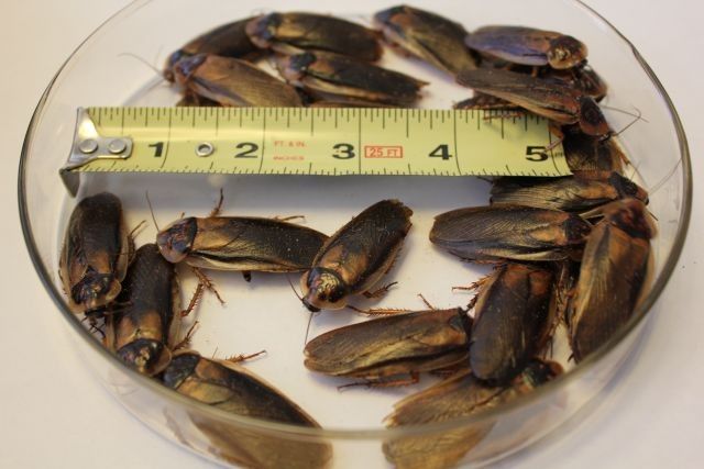 FREE 50-70 adult dubai roaches