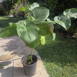 Yerva Santa Plant Medesinal