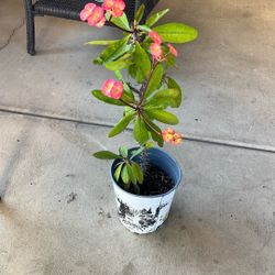 Corona De Cristo Euphorbia Millie