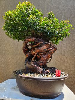 Old Australian Brush Cherry  Bonsai Tree  ( Eugenia myrtifolia Bonsai Tree  )