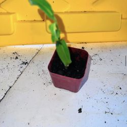Moving Sale Plants 