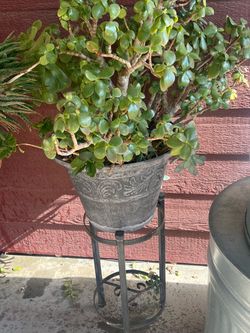 Succulent plant pot and stand
