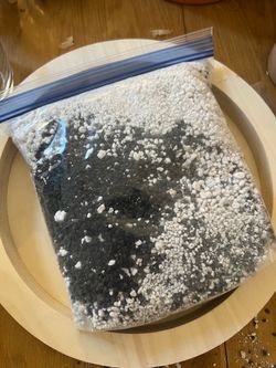 Fluval stratum and perlite mix for tissue cultures