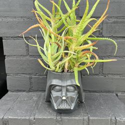 Succulents 
