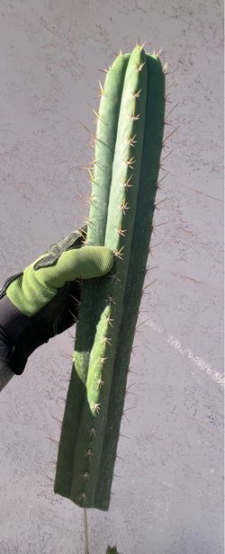 17inch 🔥Peruvian x Pachanoi Trichocereus cutting
