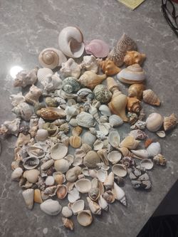 Assorted Seashells Lots of them All size some pretty colors