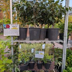 Camelia Bush sale