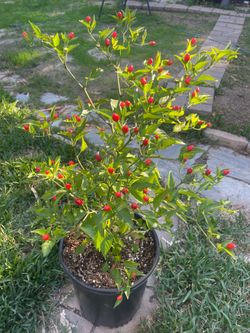 Chile CHILTEPIN Plants For Sale ! ! !