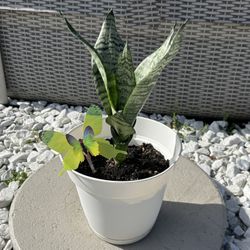 Sansevieria Zeylanica Plant - Great for Gifts! / Sansevieria Zeylanica Planta - Ideal para Regalos!