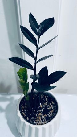 Black Zz Plant