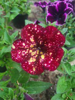 Rare Large Burgundy Sky Galaxy Petunia Flower Plants! Several Colors Avaialble! Deep Burgundy With Gold Variagated Speckles That Look Like The Night S