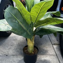 Fake Plants-used 