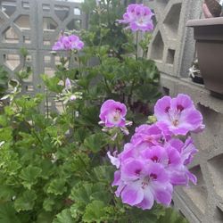 Lavender Martha Washington Plant 
