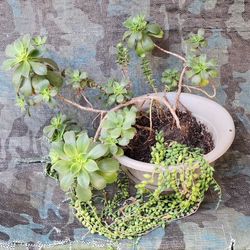 Succulents Plant 