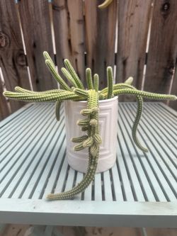 Cacti