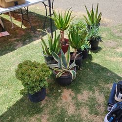Aloe Vera's  and Other Succulents 
