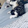 Luis
