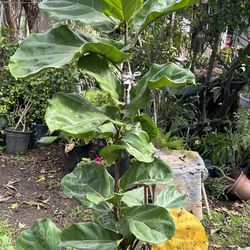 Fiddle Leaf Fig Tree