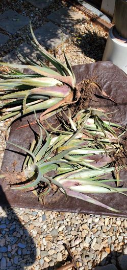 Aloe Vera plants free