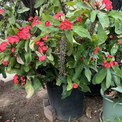 Corona De Cristo Planta