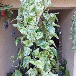 XLONG Snow Queen Pothos Plant $45