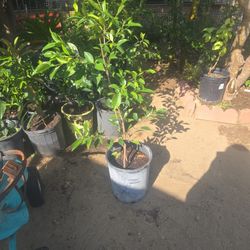 Laurel De La India Tree