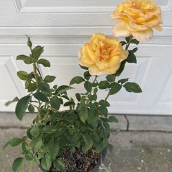 Rosal De Arbusto Con Flores, Está En Maceta De 5 Gallones Pick Up Only