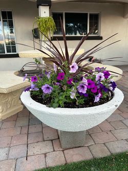 Flowers plants concrete heavy bowl