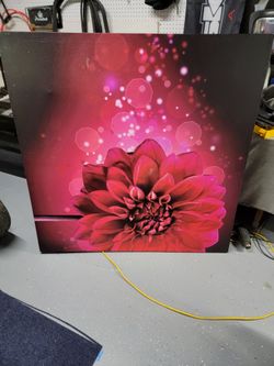 Large Vivid Dahlia Flower Canvas Wall Art (approx. 48" x 48")