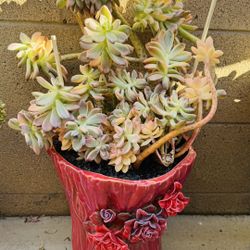 Echeveria Awayuki Variegated 