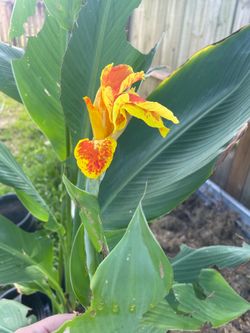 Yellow canna Lilly plant large established in pot with many shoots - 10$