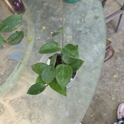 Hoya Chouke