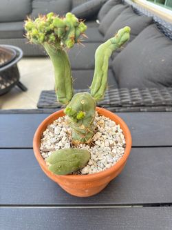 Penis cactus- TBM form A