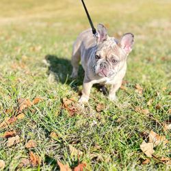 2 Month Old Frenchie For Sale. 