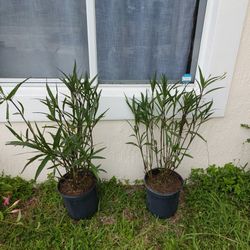 Plant For Sale 