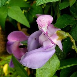 #44 Zombi pea Wild Cowpea Plant 1gal