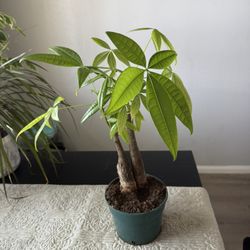 Money Tree Plant $10