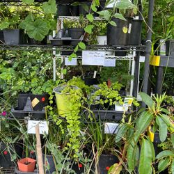 Perennial plants.