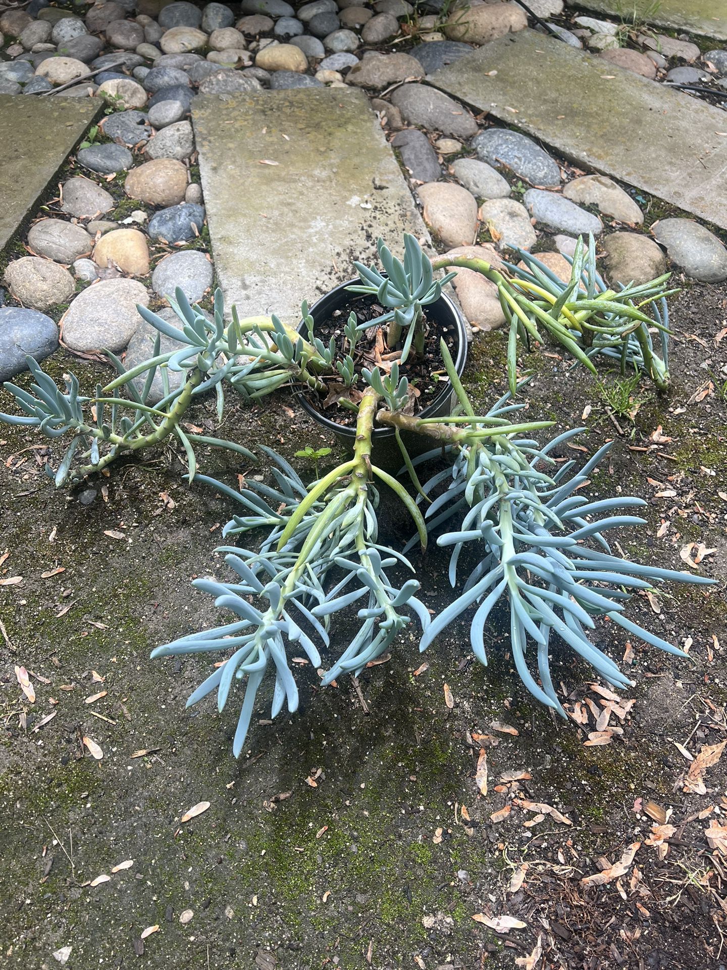 Succulent Plant In One Gallon Pot 