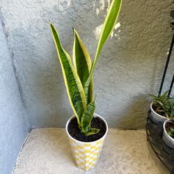 Sansevieria Trifasciata Plant 