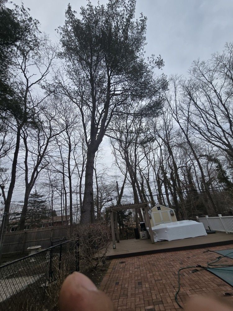 tree work