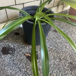 Spider Plant 