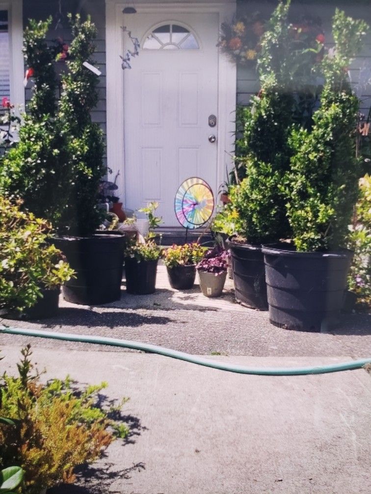 $195 Each Beautiful Spiral Boxwood Plant