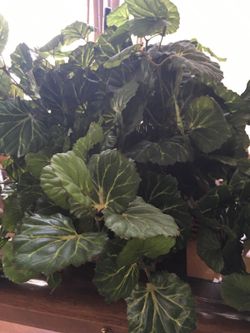 Artificial plant