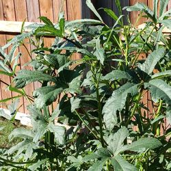 Garden Fresh OKRA!