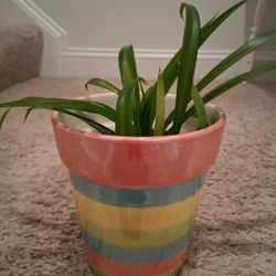 Well Rooted Plant In 6" Ceramic Pot 