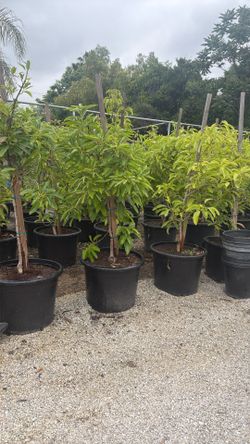 Avocado Trees 