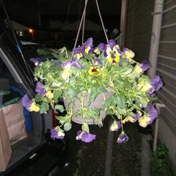 Little Hanging Baskets Of Flowers 