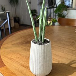 Rare Pickle Plant Succulent in Vintage White Speckled Vase